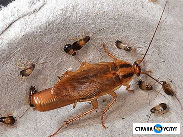 Уничтожение тараканов и клопов Саратов - изображение 1