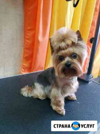 Стрижка собак и кошек Москва