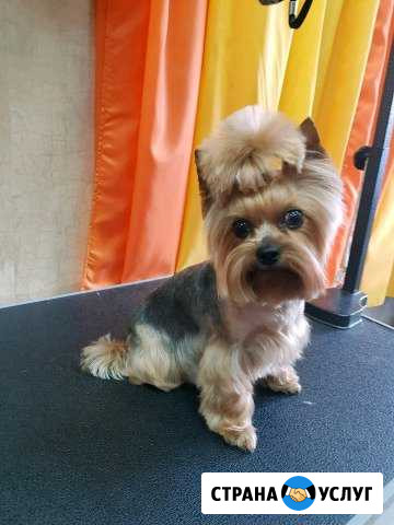 Стрижка собак и кошек Москва - изображение 1