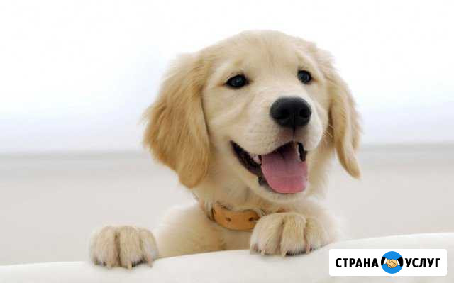 Передержка собак дома. Лучшие условия Пушкин - изображение 1