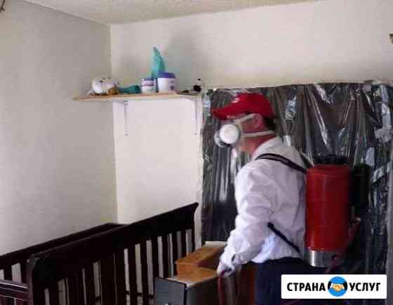 Уничтожение насекомых, плесени, грибка, грызунов Хабаровск