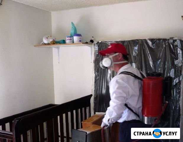 Уничтожение насекомых, плесени, грибка, грызунов Хабаровск - изображение 1