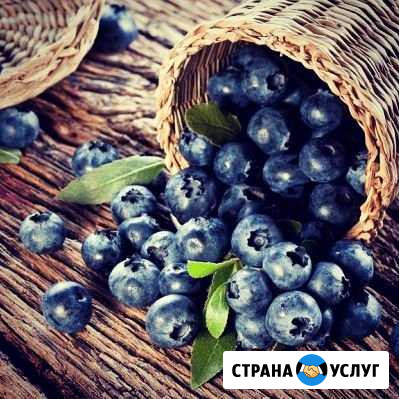 Дикорос Томск - изображение 1