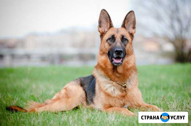 Дрессировка собак Омск - изображение 1