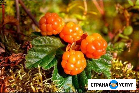 Ягода, Морошка Петрозаводск - изображение 1