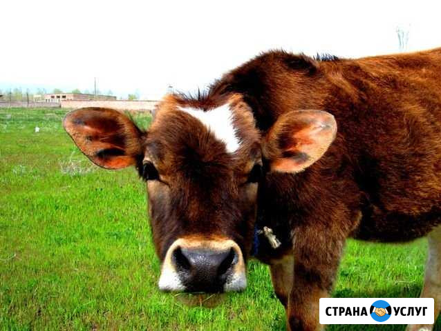 Крупный Рогатый скот Кантемировка - изображение 1