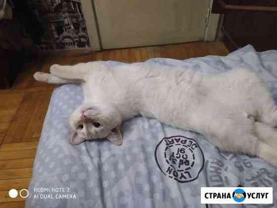 Кот на вязку Краснодар