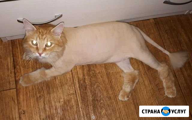 Стрижка кошек и собак Омск - изображение 1