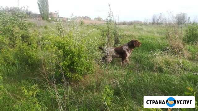 Вязка собак Шахты - изображение 1