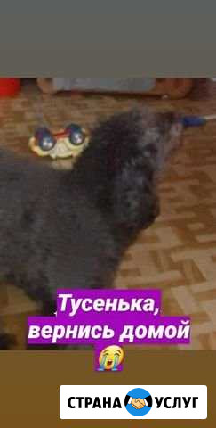 Пропала собака Белогорск - изображение 1