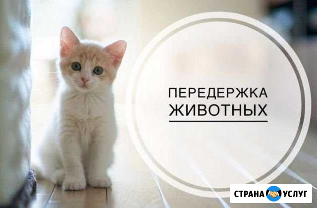 Передержка кошек Воркута - изображение 1