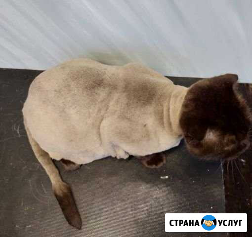 Стрижка котов и кошек Брянск - изображение 1