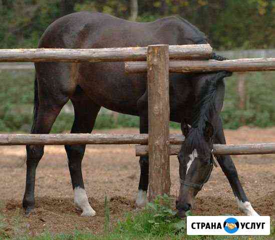 Постой лошадей Белоярский