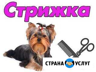 Стрижки собак Калуга - изображение 1