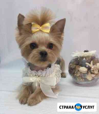 Зоосалон NEW Йорк Стрижка кошек и собак Казань