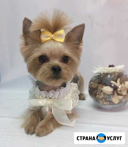 Зоосалон NEW Йорк Стрижка кошек и собак Казань - изображение 1