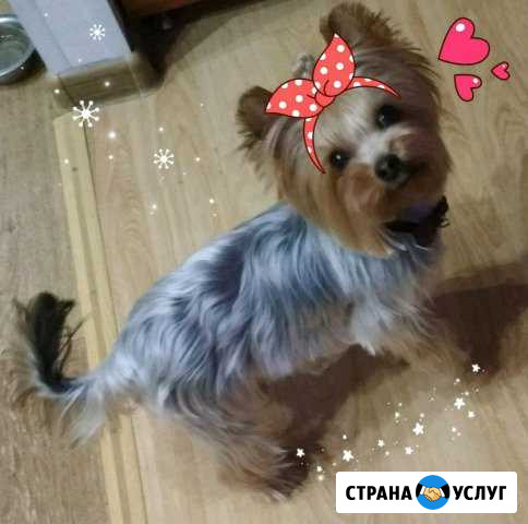 Стрижка и уход за собаками и кошками Октябрьск - изображение 1