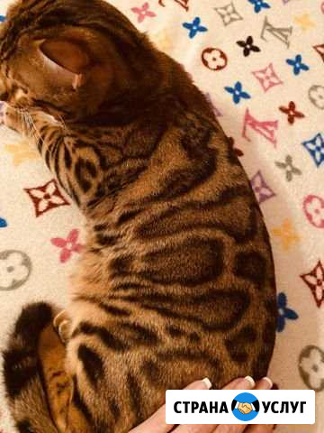 Вязка Бенгальский кот, котята Киров - изображение 1