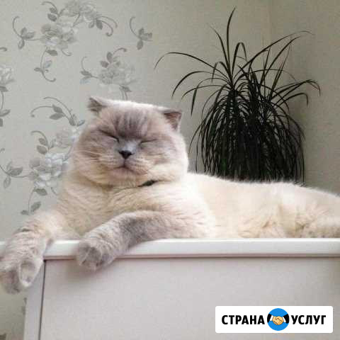 Вязка с прямоухой кошкой белых цветов бесплатно Чебоксары - изображение 1