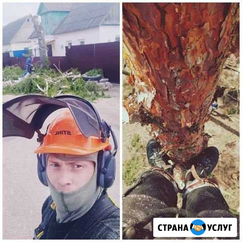 Спилить дерево, обрезка, кронирование деревьев Орёл - изображение 1
