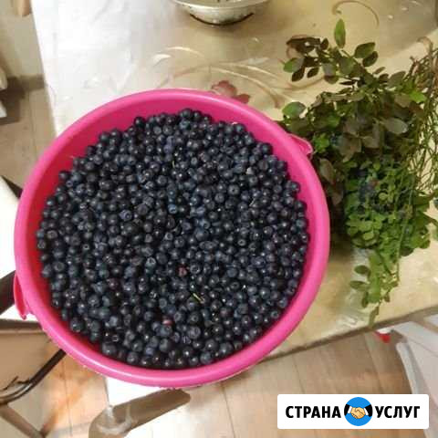 Сбор черники Калуга - изображение 1