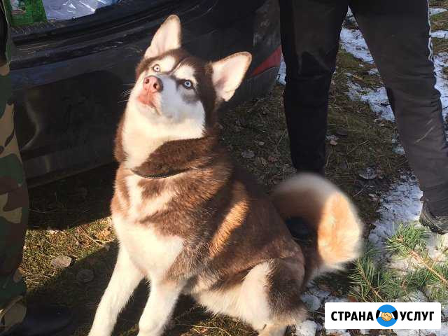Вязка Псков - изображение 1