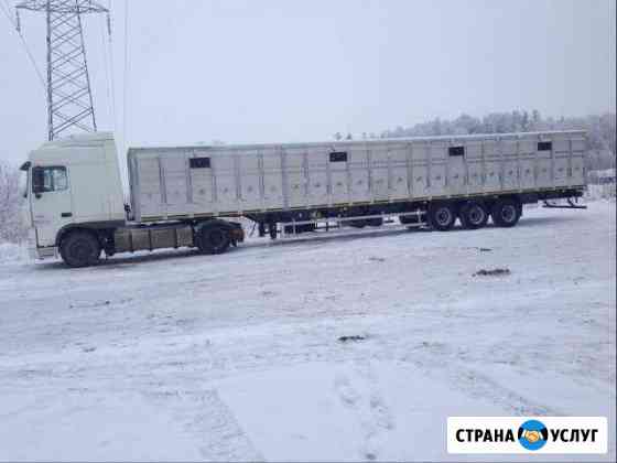 Перевозка скота крс Коров,Нетелей,Телят,Лошадей Обнинск