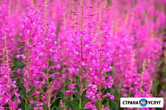 Иван чай Нижнекамск