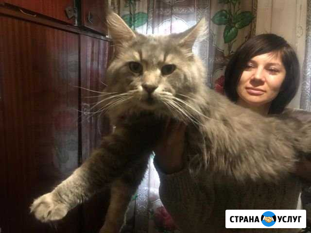 Мейн Кун для вязки Иваново - изображение 1