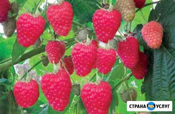 Малина Чебоксары
