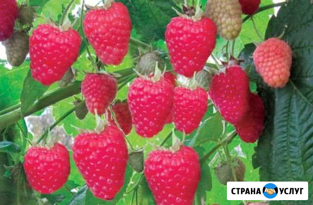 Малина Чебоксары - изображение 1