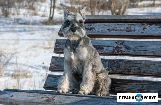 Кобель Цвергшнауцера для вязки Набережные Челны - изображение 1