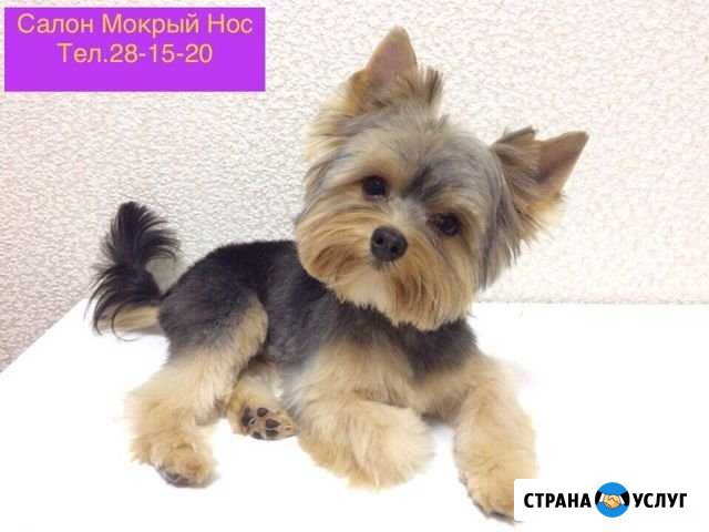 Стрижка собак и кошек Петрозаводск - изображение 1