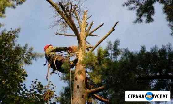 Опиливание, спил деревьев. Удаление пней Липецк
