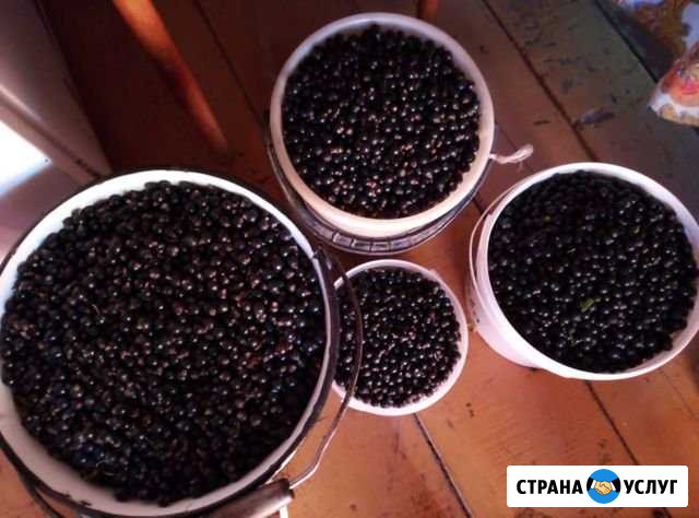 Смородина Альметьевск - изображение 1