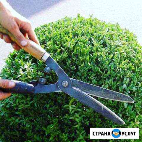 Профессиональная обрезка и уход за растениями Ростов-на-Дону