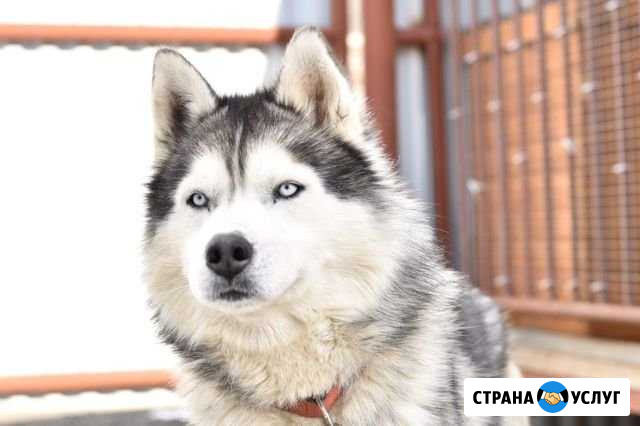Выгул собак Ханты-Мансийск - изображение 1