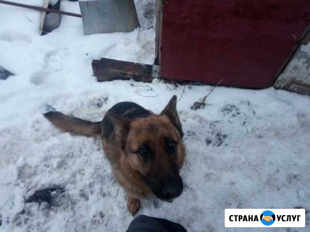 Вязка собак Киреевск - изображение 1