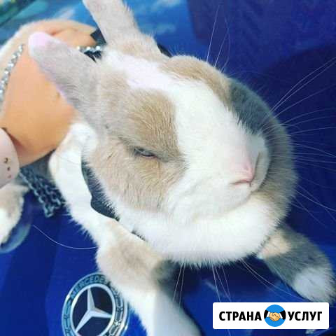 Выгуливаю собак цена за час Коммунарка - изображение 1