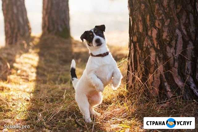 Выгул,передержка собак и кошек Тамбов - изображение 1