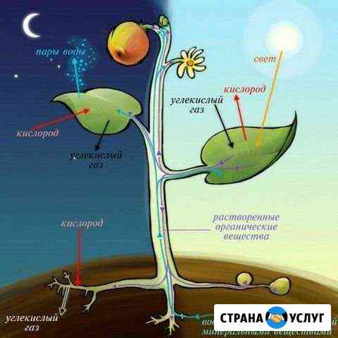 Репетитор по биологии Ижевск