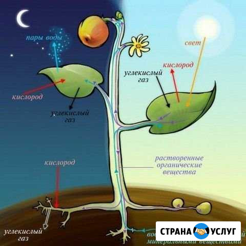 Репетитор по биологии Ижевск - изображение 1