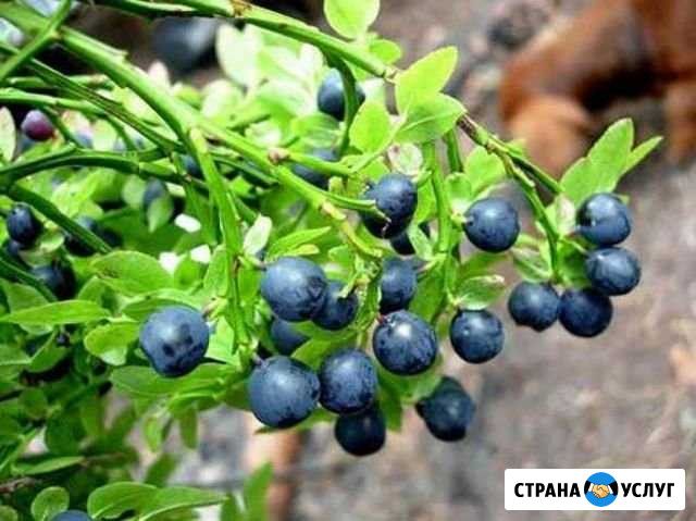 Черника Череповец - изображение 1