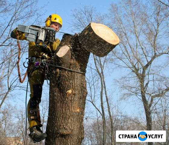 Опиловка аварийных деревьев Девица - изображение 1