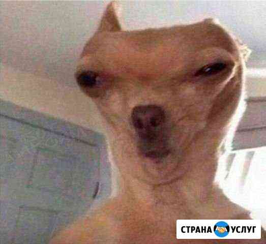 Выгул собак Калининград