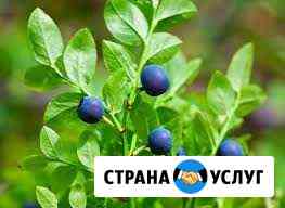Черника, грибы Тверь