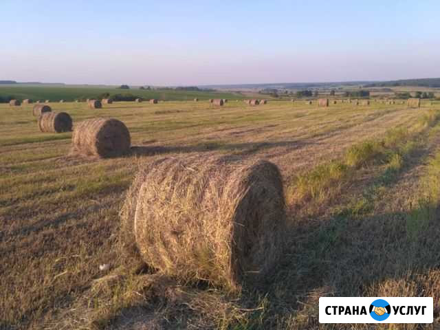 Сено Зайково - изображение 1