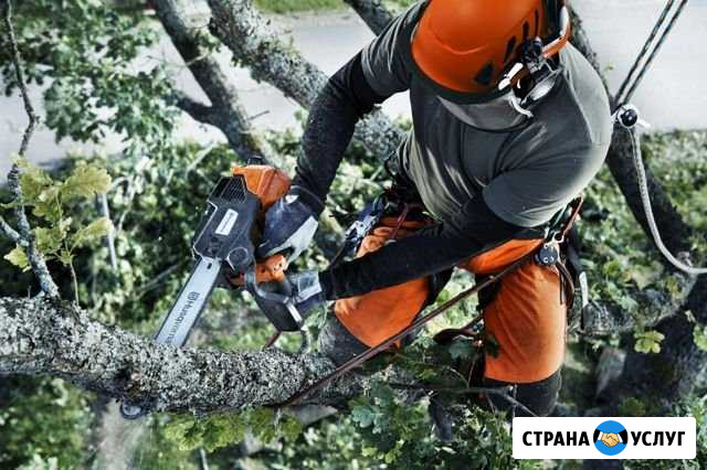 Удаление деревьев, спил, обрезка, корчевание Дмитров - изображение 1