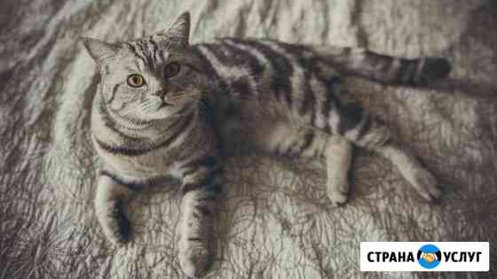 Вязка Санкт-Петербург