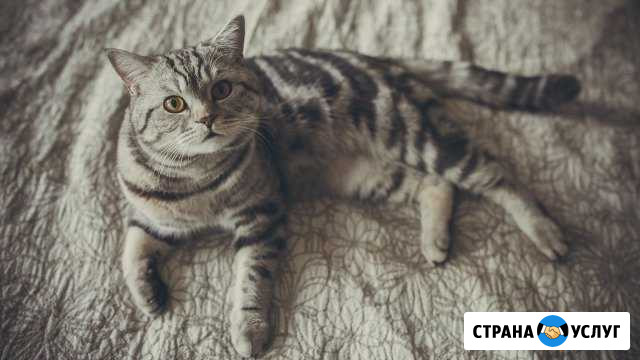 Вязка Санкт-Петербург - изображение 1